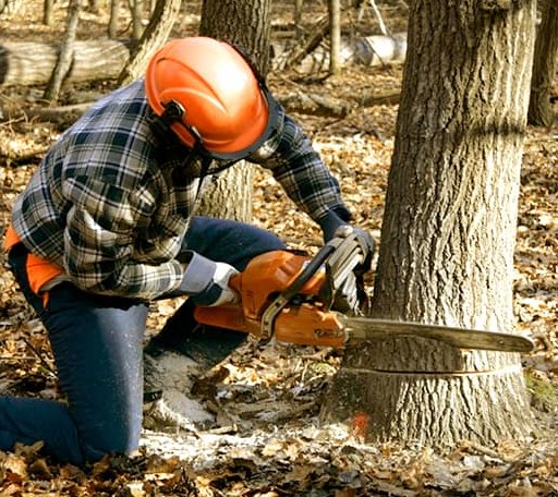 Tree Removal in Pescadero, CA